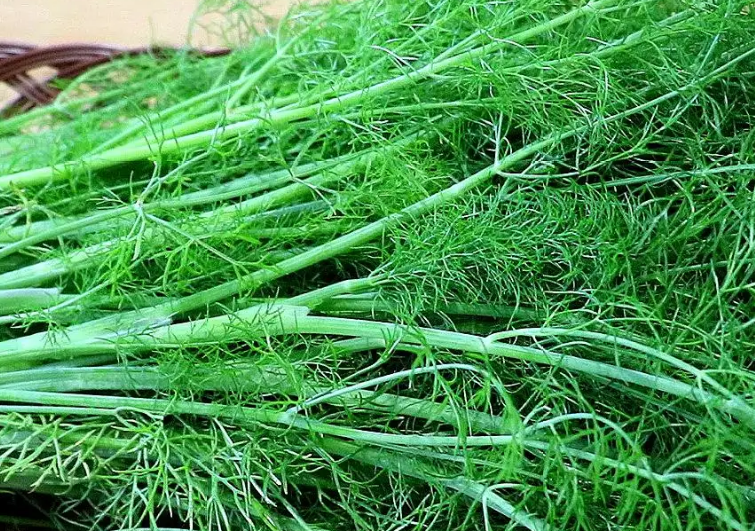 Why can't the dumpling machine make dumplings filled with fennel?